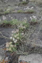 Pulsatilla turczaninovii