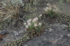 Pulsatilla turczaninovii