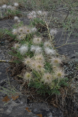 Pulsatilla turczaninovii