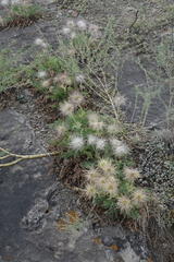 Pulsatilla turczaninovii