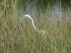 Ardea herodias occidentalis