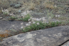 Pulsatilla turczaninovii