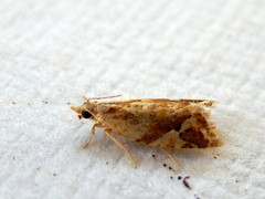 Euphona euphona