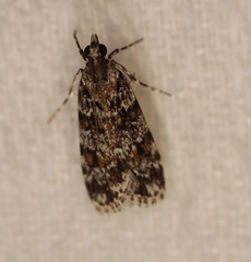 Scoparia chiasta