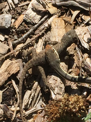 Masticophis lateralis