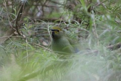 Neophema chrysostoma