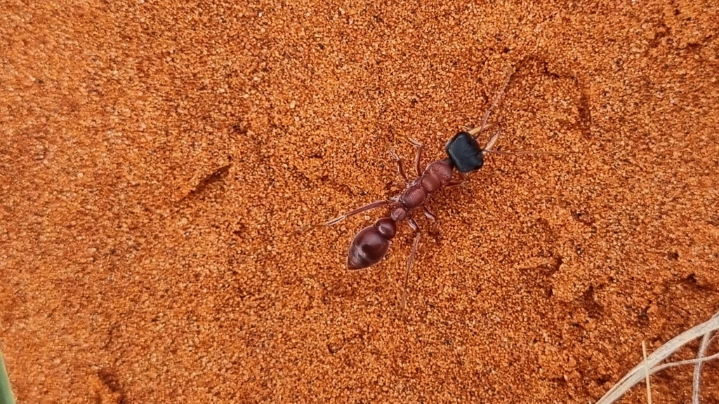 Myrmecia callima from Petermann NT 0872, Australia on November 11, 2022 ...