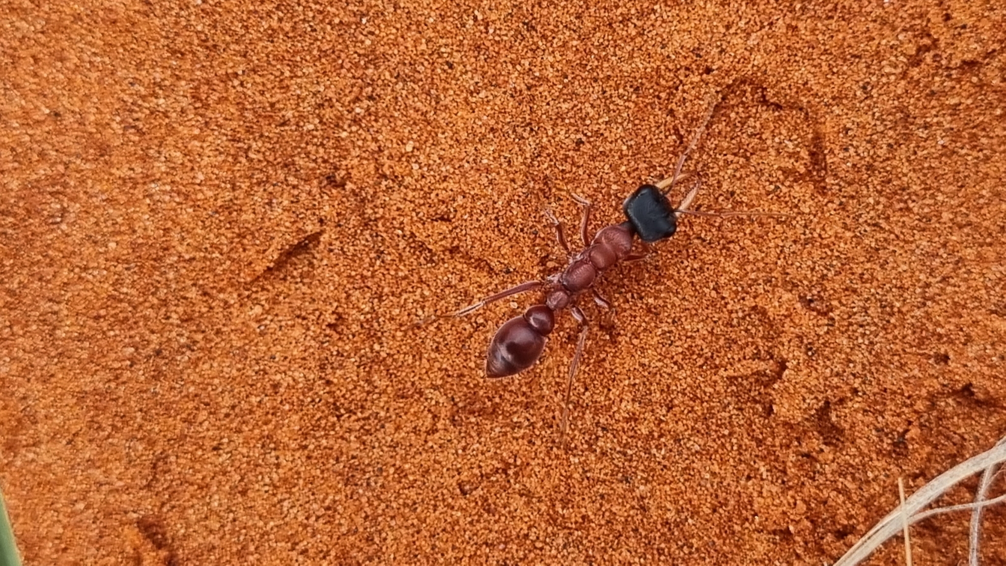 Myrmecia callima
