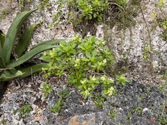 Verbesina caymanensis