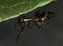 Edricus productus