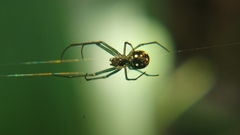 Leucauge argentina