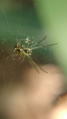 Leucauge argentina