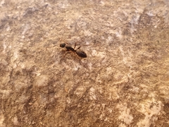 Camponotus kiusiuensis