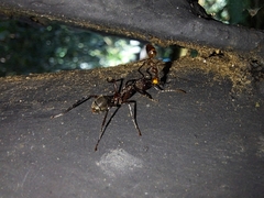 Dolichoderus decollatus