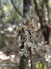 Yarrumia colensoi