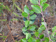 Ilex coriacea