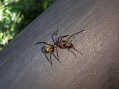 Dolichoderus decollatus