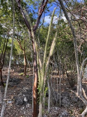 Harrisia caymanensis