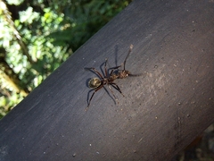 Dolichoderus decollatus