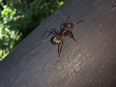 Dolichoderus decollatus