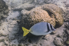 Prionurus laticlavius