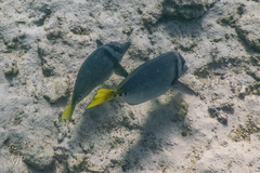 Prionurus laticlavius