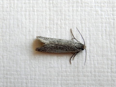 Conoeca guildingi