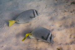 Prionurus laticlavius