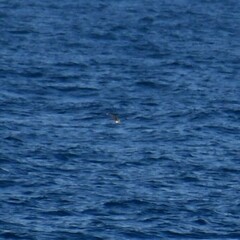 Puffinus lherminieri