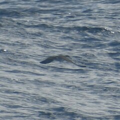 Puffinus lherminieri