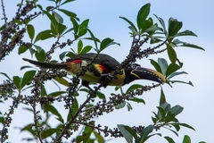 Pteroglossus castanotis