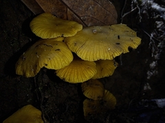 Tricholomopsis aurea