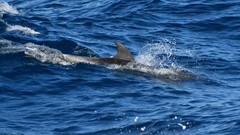 Delphinidae