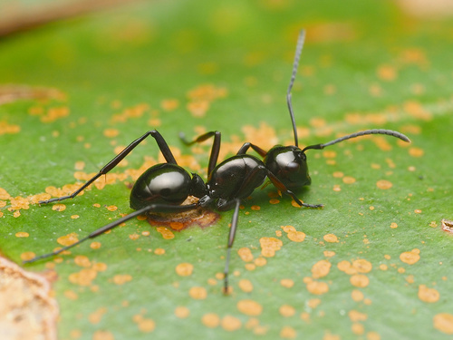 Polyrhachis lepidaPolyrhachis lepida