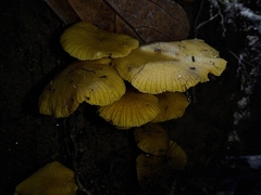 Tricholomopsis aurea