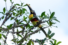 Pteroglossus castanotis