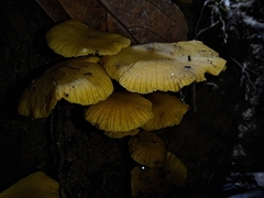 Tricholomopsis aurea