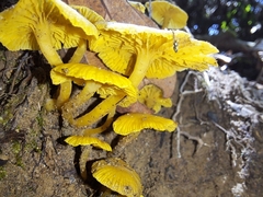 Tricholomopsis aurea