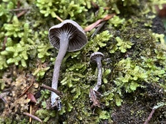 Rhodocybe