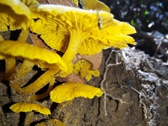 Tricholomopsis aurea