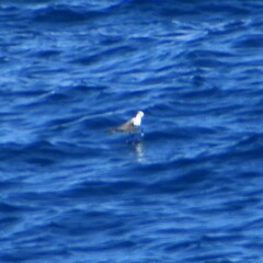 Onychoprion anaethetus