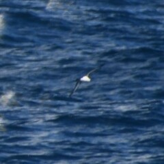 Puffinus lherminieri