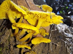 Tricholomopsis aurea