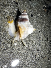 Nassarius fossatus