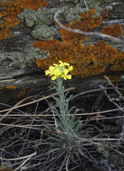 Erysimum flavum altaicum