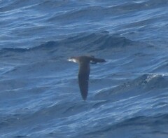 Puffinus lherminieri