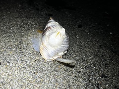 Nassarius fossatus