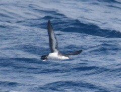 Puffinus lherminieri