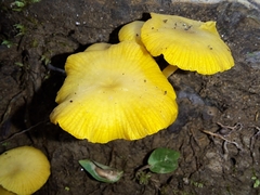 Tricholomopsis aurea