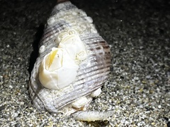 Nassarius fossatus